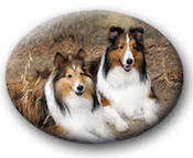 Pet Memorial Plaques Oval, 3⅛" x 4"
